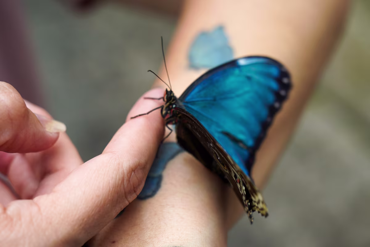 Butterfly Conservatory photo 5