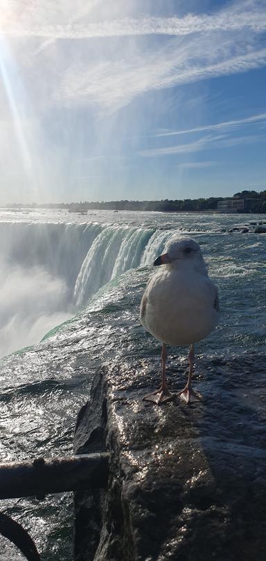 Gita enjoying Ultimate Niagara Falls Tour Plus Helicopter Ride and Lunch 2025-10-04 4