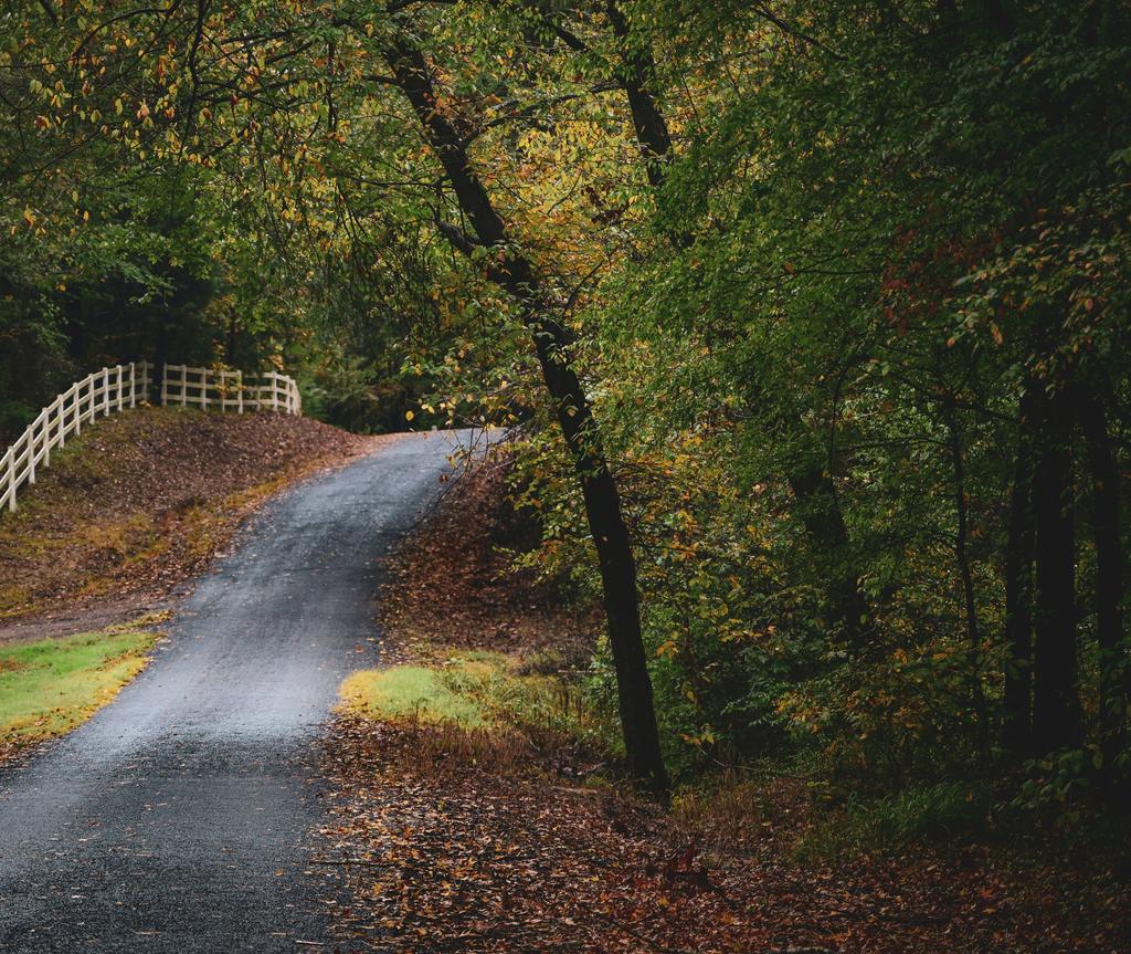 a road surrounded by trees and autumn leaves