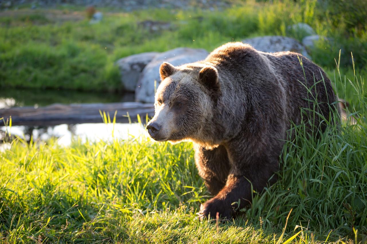 Vancouver Grouse Mountain Small Group Express + Skyride, Peak Chairlift, Lumberjacks & Wildlife Reserve, photo 5