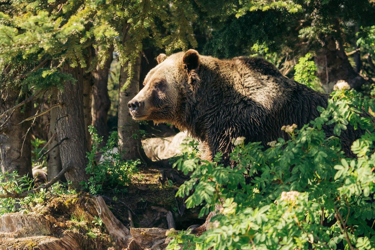 Vancouver Grouse Mountain Small Group Express + Skyride, Peak Chairlift, Lumberjacks & Wildlife Reserve, photo 4